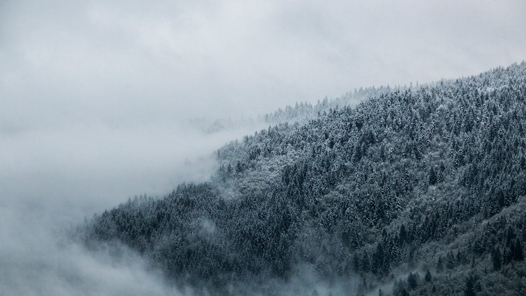 Floresta de altitude do Brasil vem sendo moldada por mudanças climáticas e povos indígenas há 6.000 anos