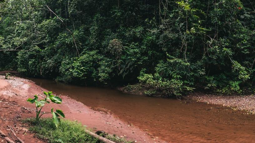 Illegal gold mining causes surges in malaria in the Amazon, and the association is far worse than we suspected