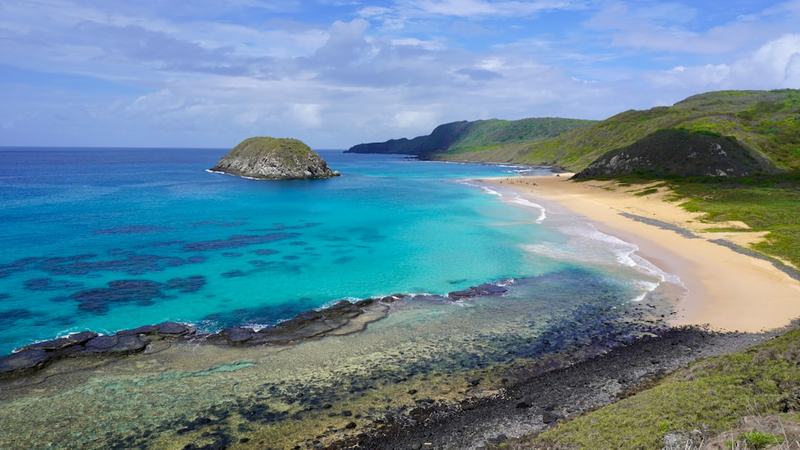 Island life changed how Brazil’s Noronha skink reproduces, but the lizard’s strategy might be failing in a rapidly evolving world