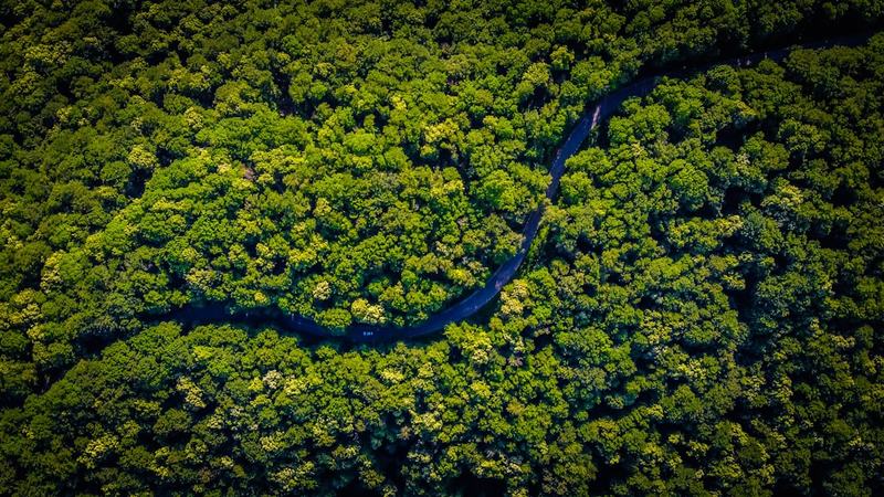 Poucas chuvas e calor extremo expõem a biodiversidade amazônica a riscos crescentes