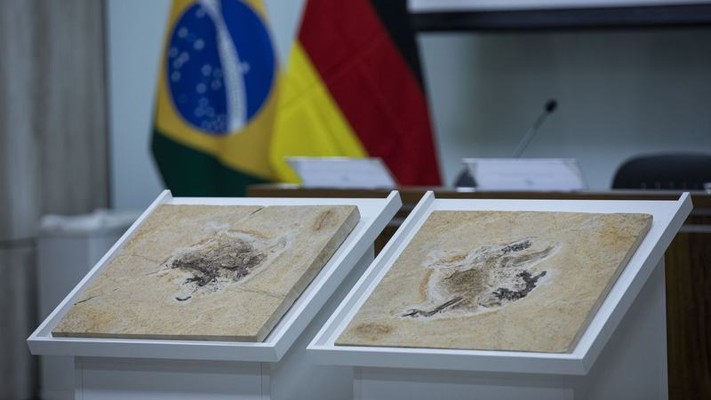 Brasil quer recuperar dinossauros e patrimônios que estão em 14 países