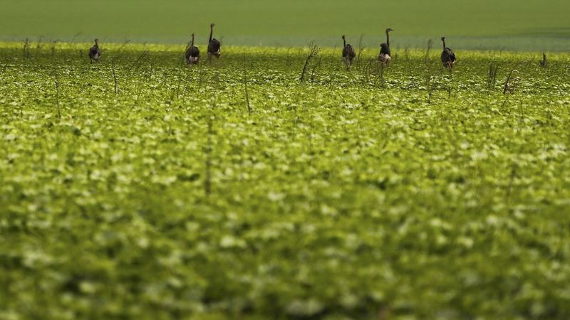 CMN passa a exigir fotos com localização comprovada em seguro rural